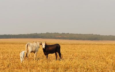 Mato Grosso: reduzindo o desmatamento para crescer mais