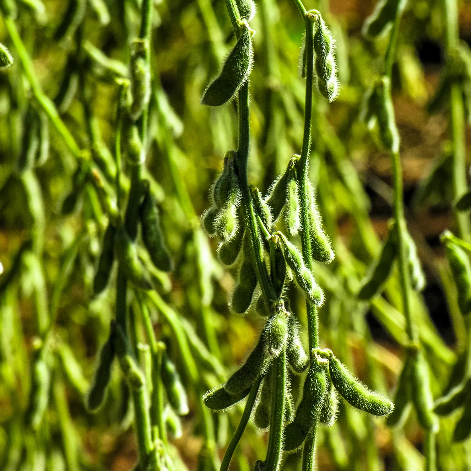 Celito Breda Stories from the field