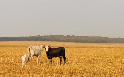 Mato Grosso: reducing deforestation to grow more