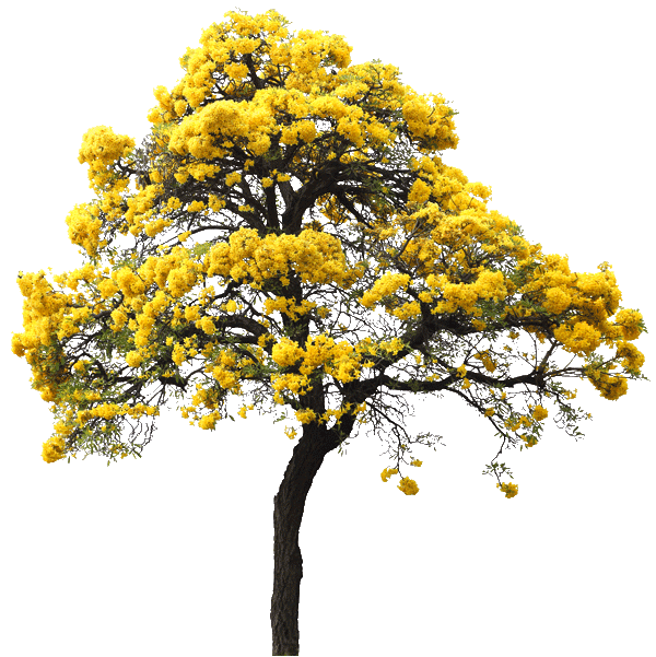 ipe-do-cerrado-tree-1