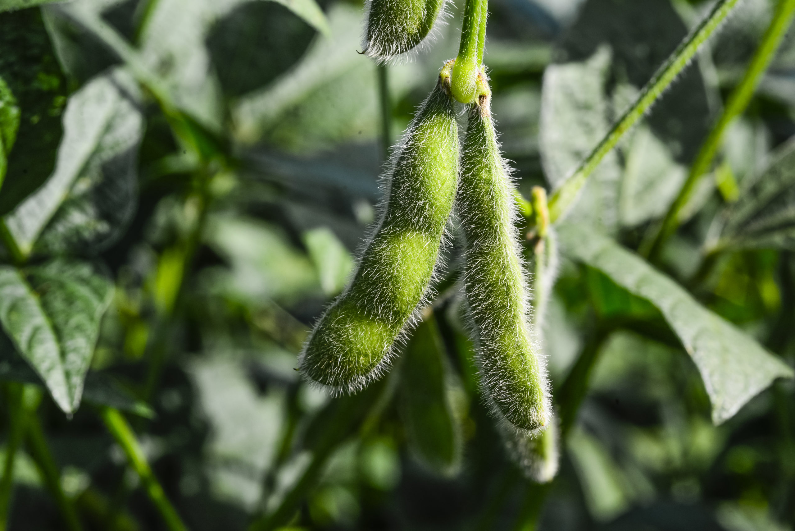Soybean crop 2020 in the state of Paraná in Brazil.
