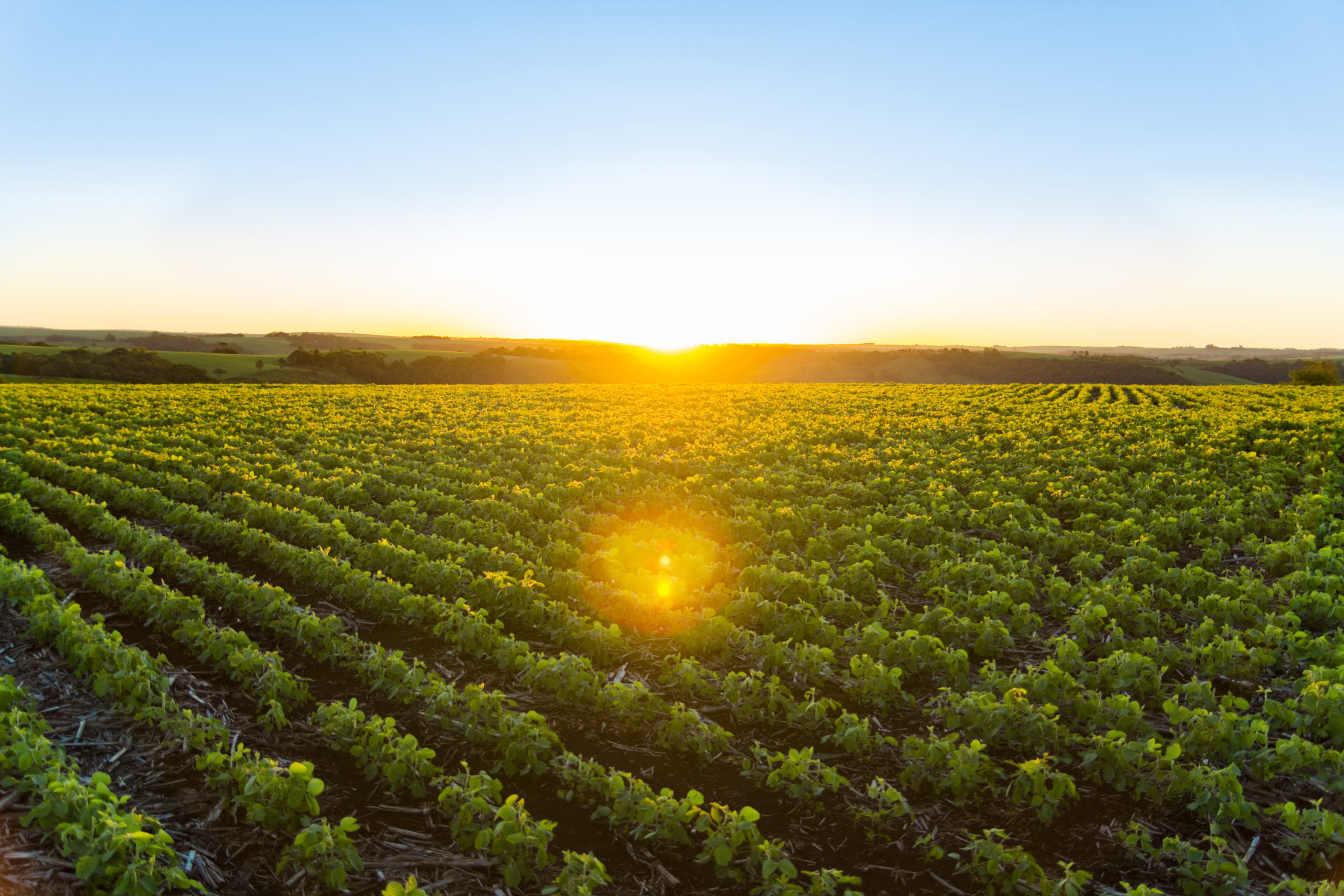 Soy Sunset